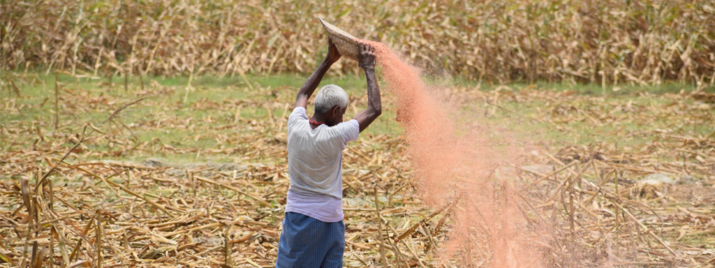 Farmer spreading seeds or fertilizer in an agricultural field, with crops in the background, representing rural farming activity and agriculture practices.